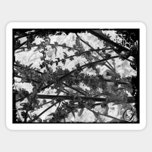 Black and White Beautiful Summer  flowers Sticker